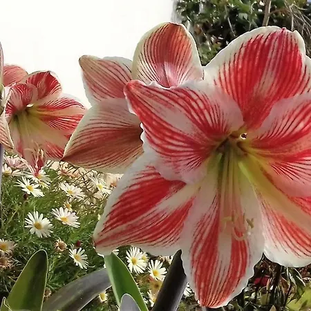 Vivenda Linda Vista * Porto Da Cruz