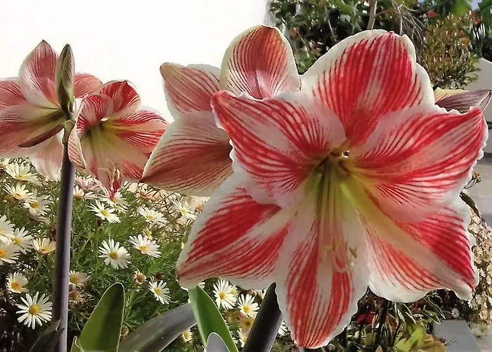 Vivenda Linda Vista * Porto Da Cruz